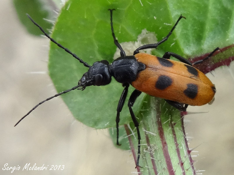 Meloidae da id.: Euzonitis quadrimaculata